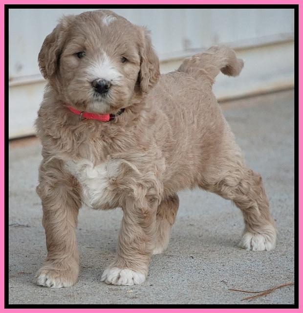 Bess Dempsey pups 5 wks old 41