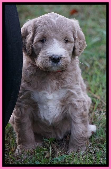Bess Dempsey pups 5 wks old 51