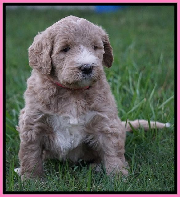 Bess Dempsey pups 5 wks old 71