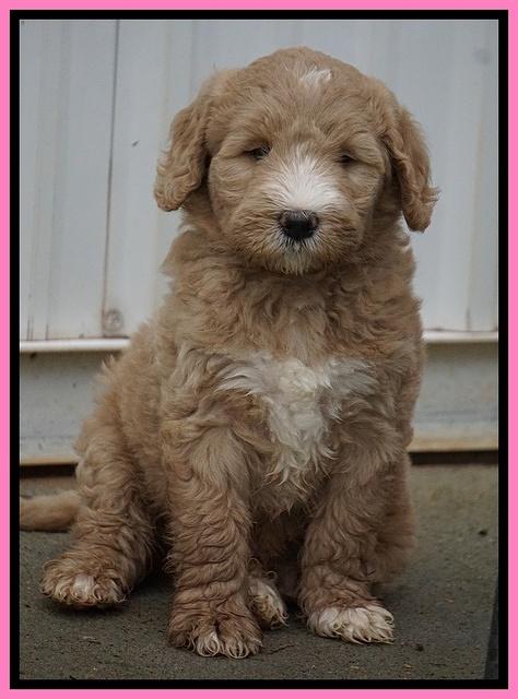 Bess Dempsey pups 6 wks old 21