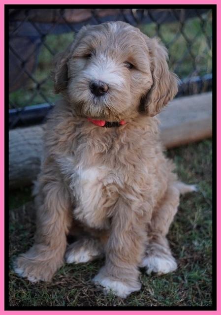 Bess Dempsey pups 7 wks old 11