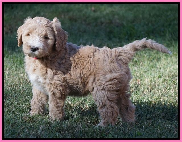 Bess Dempsey pups 7 wks old 21