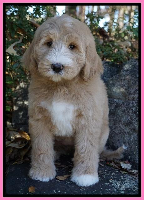 Bess Dempsey pups 8 wks old 1 026