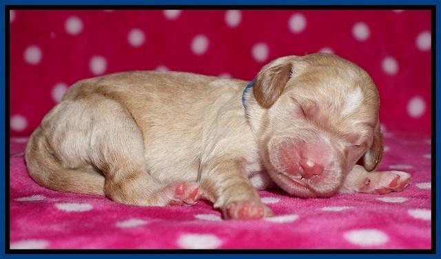 Bess Dempsey Newborn 31