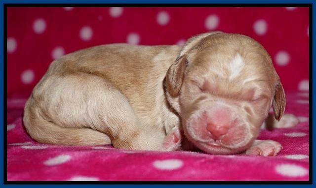 Bess Dempsey Newborn 41