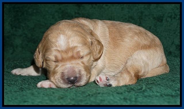 Bess Dempsey pups 1 wk old 11