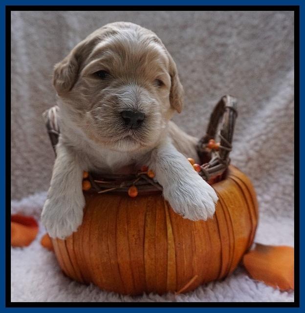 Bess Dempsey pups 2 wks old 4100