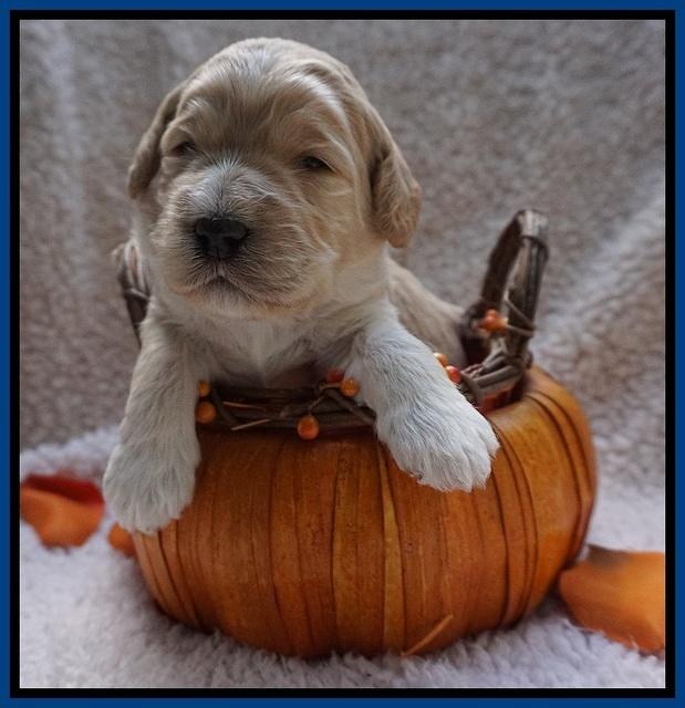 Bess Dempsey pups 2 wks old 5100