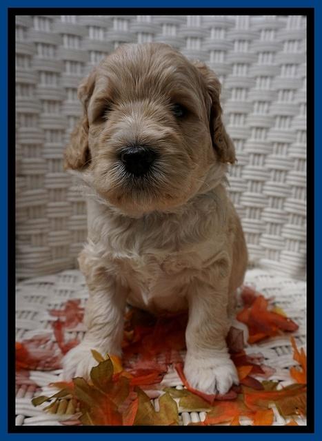 Bess Dempsey pups 4 wks old 7100