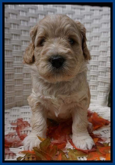 Bess Dempsey pups 4 wks old 8100