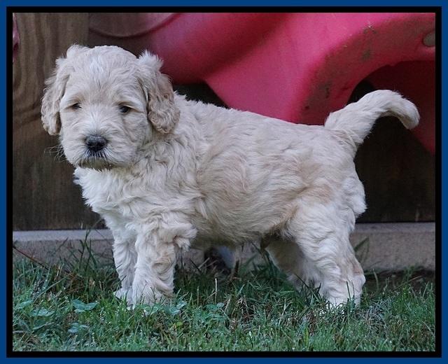Bess Dempsey pups 5 wks old 91