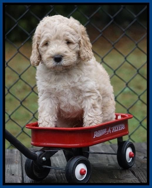 Bess Dempsey pups 6 wks old 71