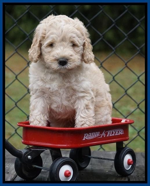 Bess Dempsey pups 6 wks old 81