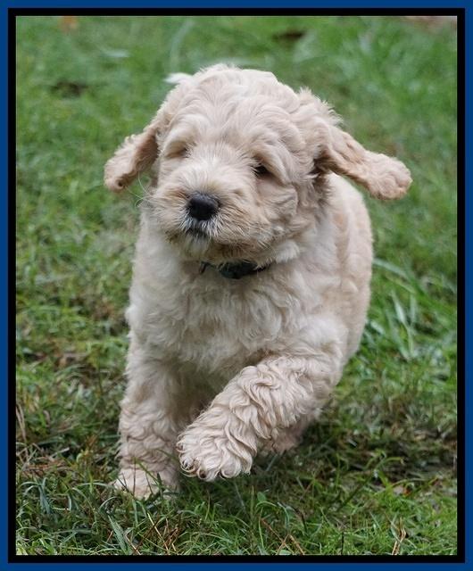 Bess Dempsey pups 6 wks old 91