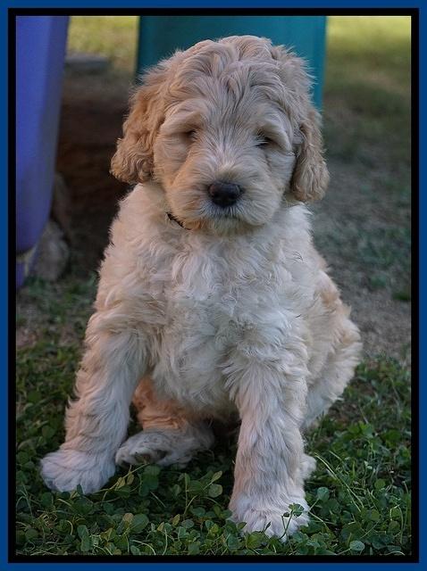 Bess Dempsey pups 7 wks old 101