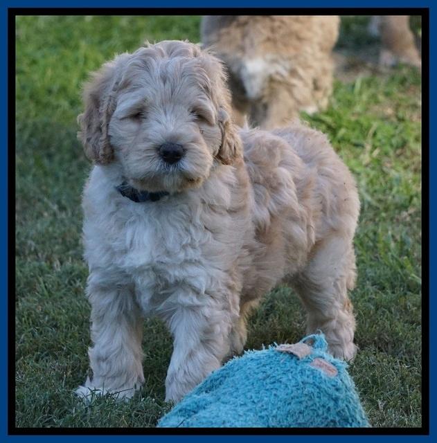 Bess Dempsey pups 7 wks old 61