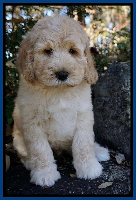Bess Dempsey pups 8 wks old 1 075