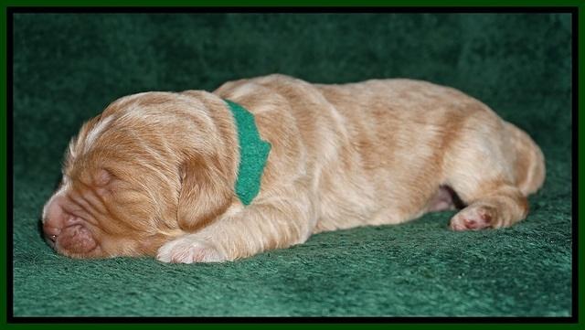 Bess Dempsey pups 1 wk old 61