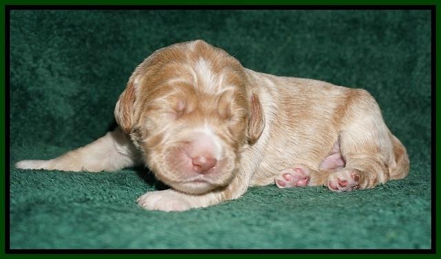 Bess Dempsey pups 1 wk old 71