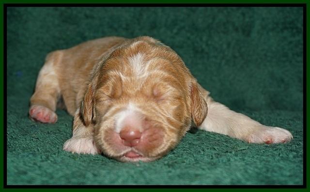 Bess Dempsey pups 1 wk old 81