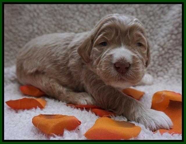 Bess Dempsey pups 2 wks old 9100