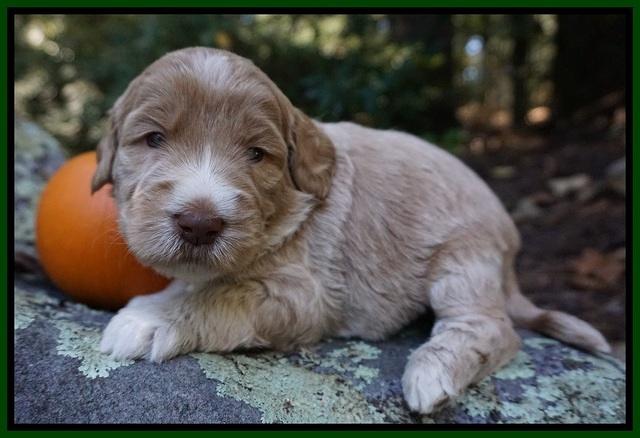 Bess Dempsey pups 3 wks old 111