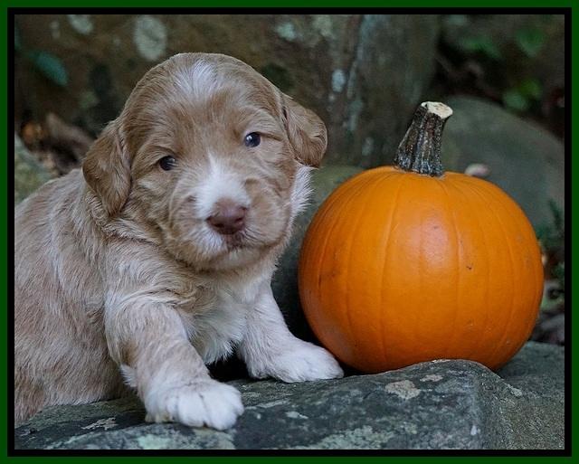 Bess Dempsey pups 3 wks old 91