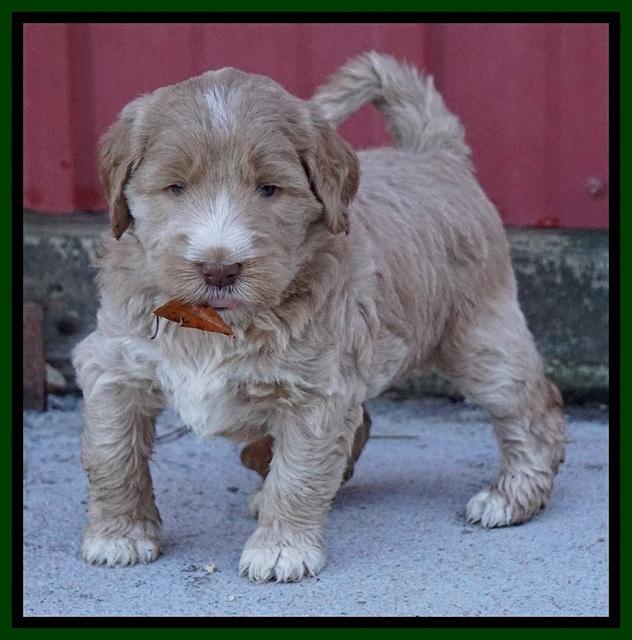 Bess Dempsey pups 5 wks old 111