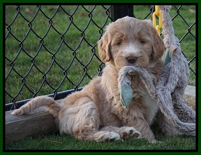 Bess Dempsey pups 7 wks old 111