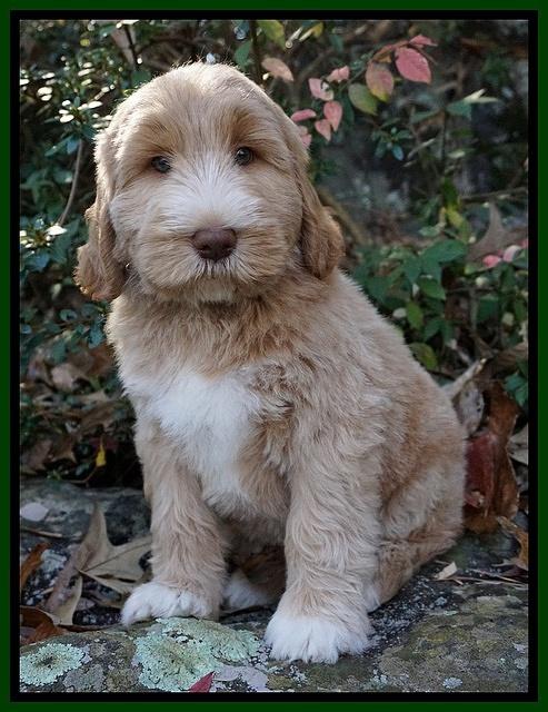 Bess Dempsey pups 8 wks old 3 010