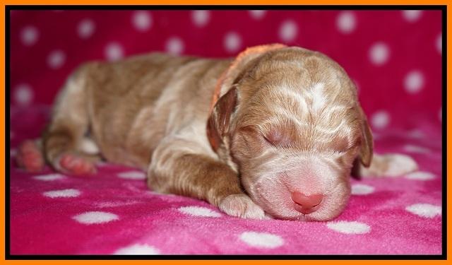 Bess Dempsey Newborn 131