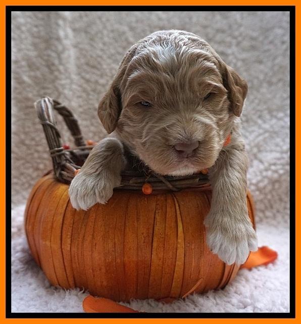 Bess Dempsey pups 2 wks old 13100
