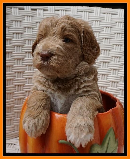 Bess Dempsey pups 4 wks old 19100