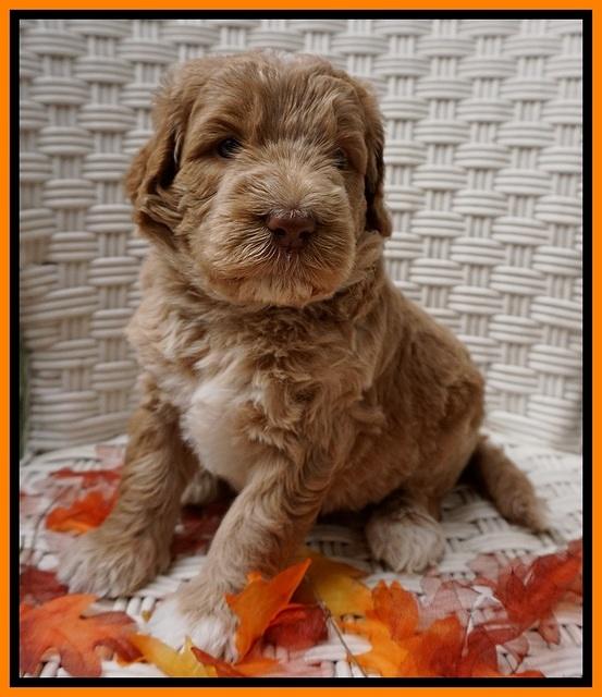 Bess Dempsey pups 4 wks old 20100