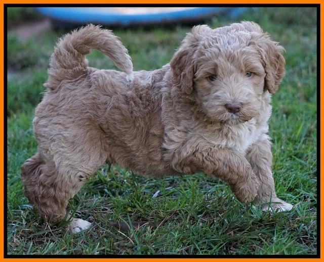 Bess Dempsey pups 5 wks old 231
