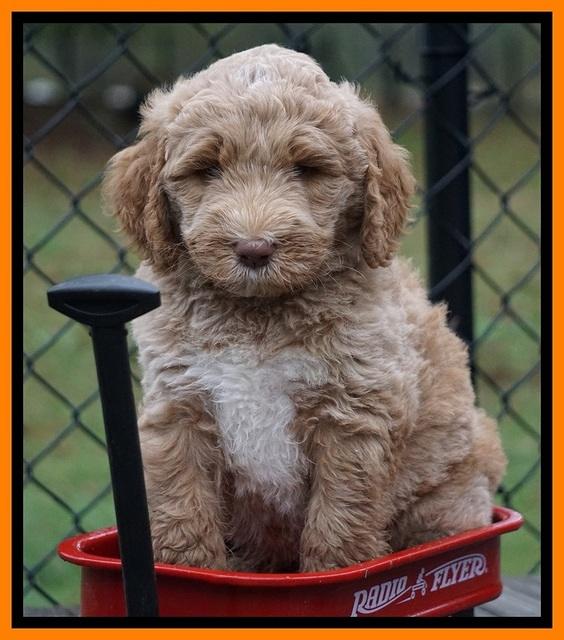 Bess Dempsey pups 6 wks old 291