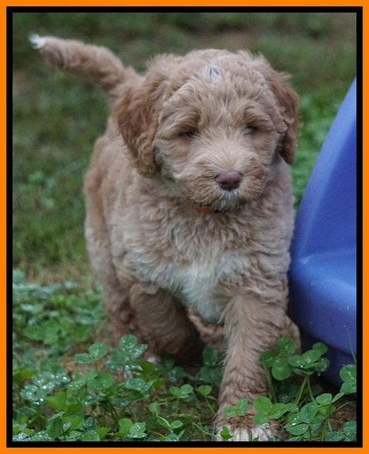 Bess Dempsey pups 6 wks old 311