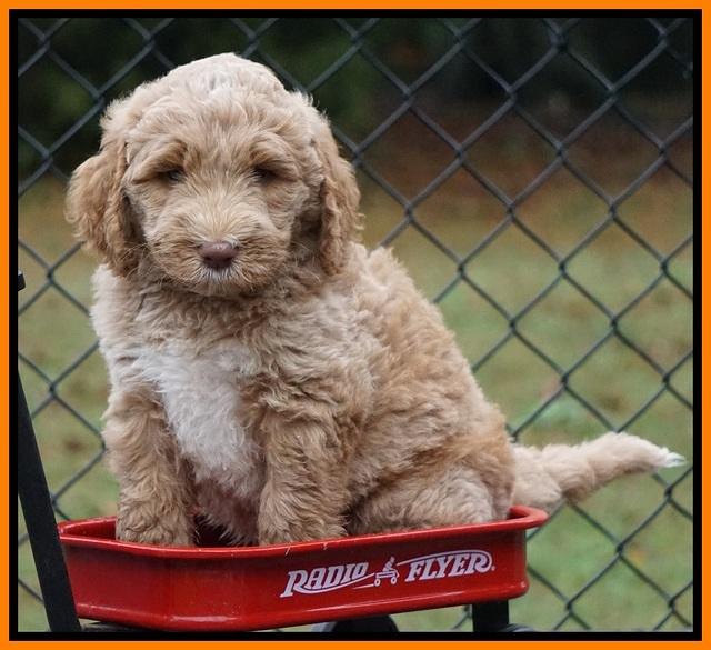 Bess Dempsey pups 6 wks old 331