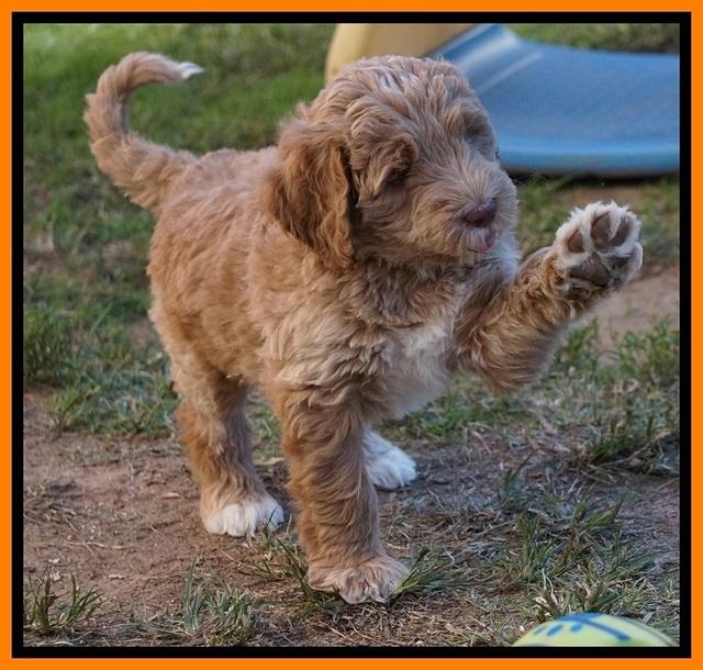 Bess Dempsey pups 7 wks old 251