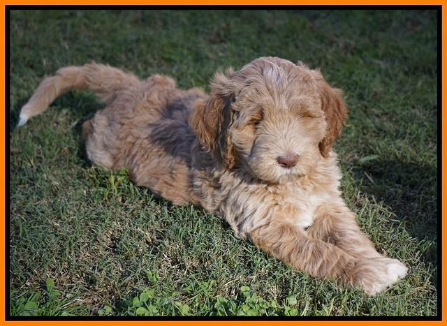 Bess Dempsey pups 7 wks old 271