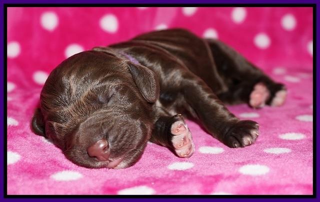 Bess Dempsey Newborn 141