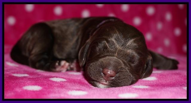 Bess Dempsey Newborn 151