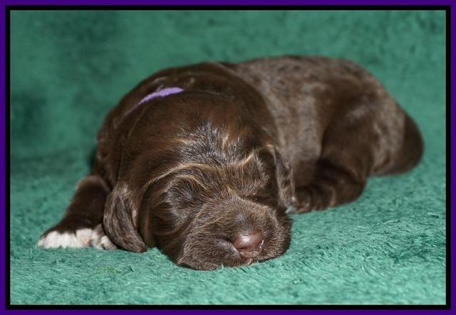 Bess Dempsey pups 1 wk old 151