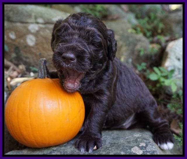 Bess Dempsey pups 3 wks old 201