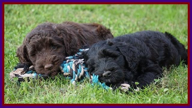 Bess Dempsey pups 7 wks old 211