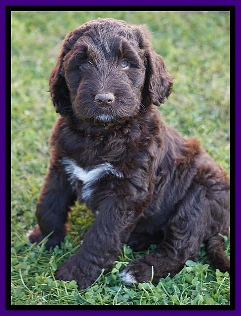 Bess Dempsey pups 7 wks old 231