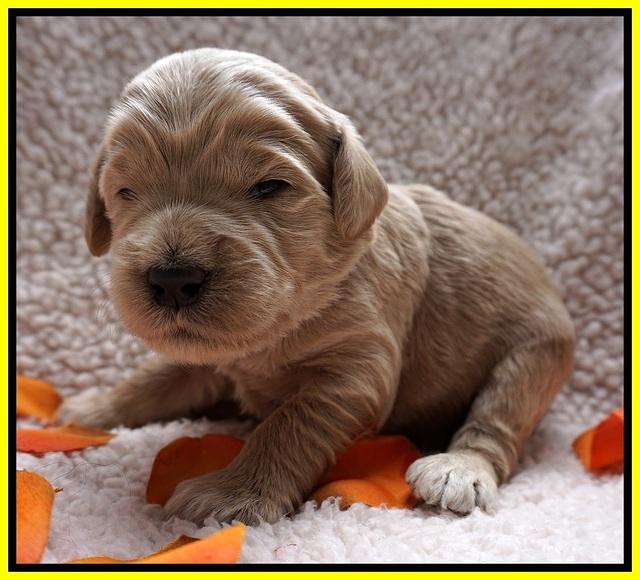 Bess Dempsey pups 2 wks old 2 026