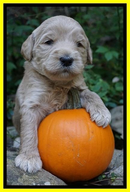Bess Dempsey pups 3 wks old 281