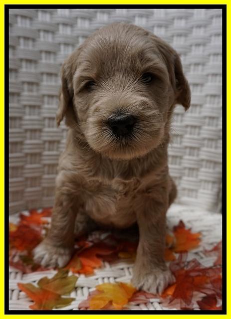 Bess Dempsey pups 4 wks old 26100