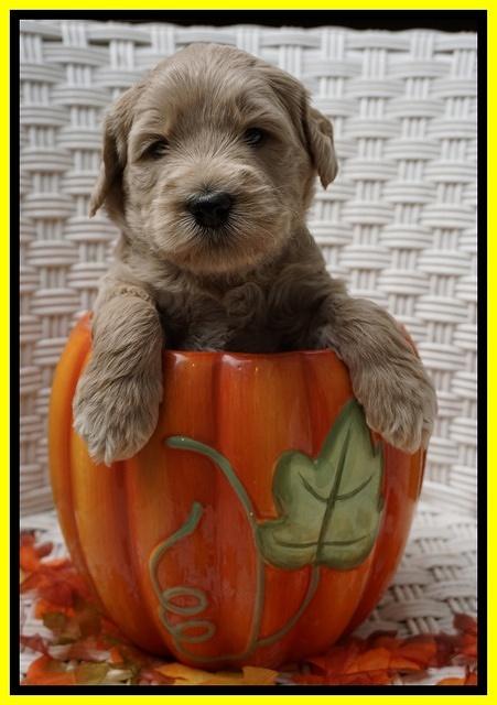 Bess Dempsey pups 4 wks old 28100